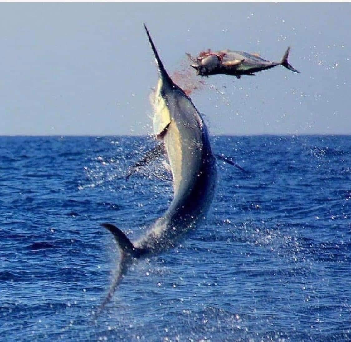 Sport Fishing in Australia